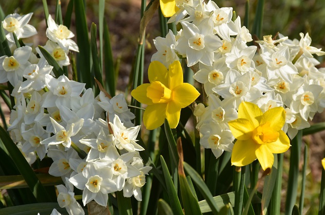 芳春の花見山と半田沼公園