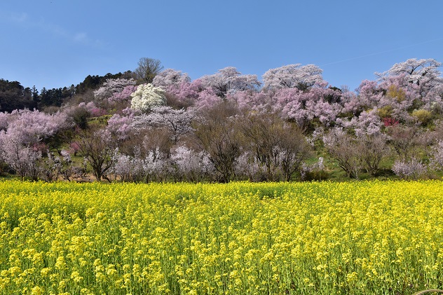 芳春の花見山と半田沼公園