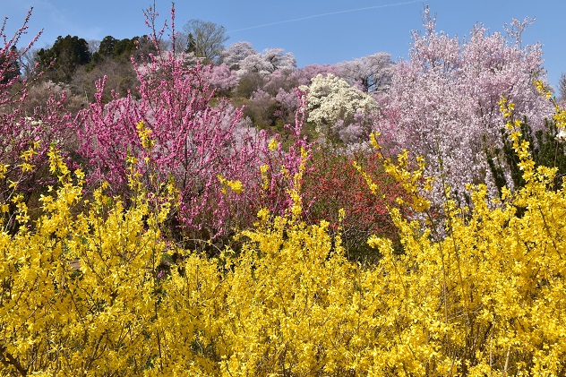 芳春の花見山と半田沼公園