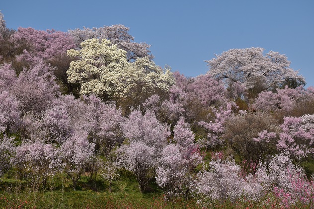 芳春の花見山と半田沼公園