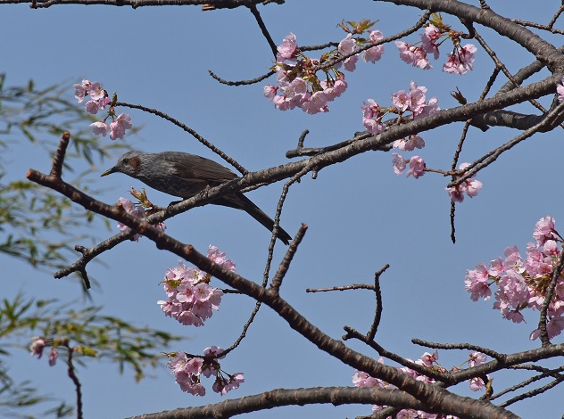 芳春の花見山と半田沼公園
