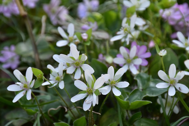 芳春の花見山と半田沼公園