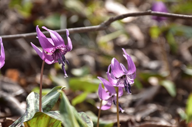 芳春の花見山と半田沼公園