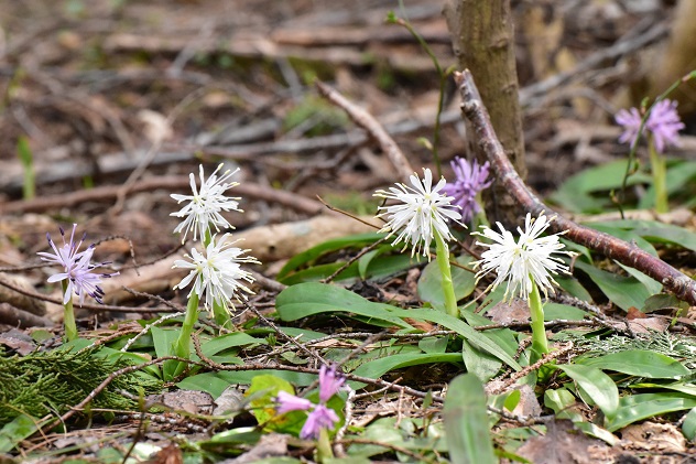 芳春の花見山と半田沼公園