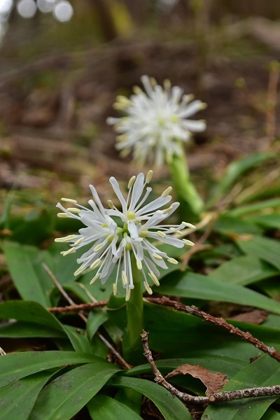 芳春の花見山と半田沼公園