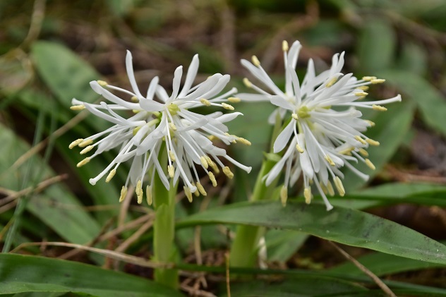 芳春の花見山と半田沼公園