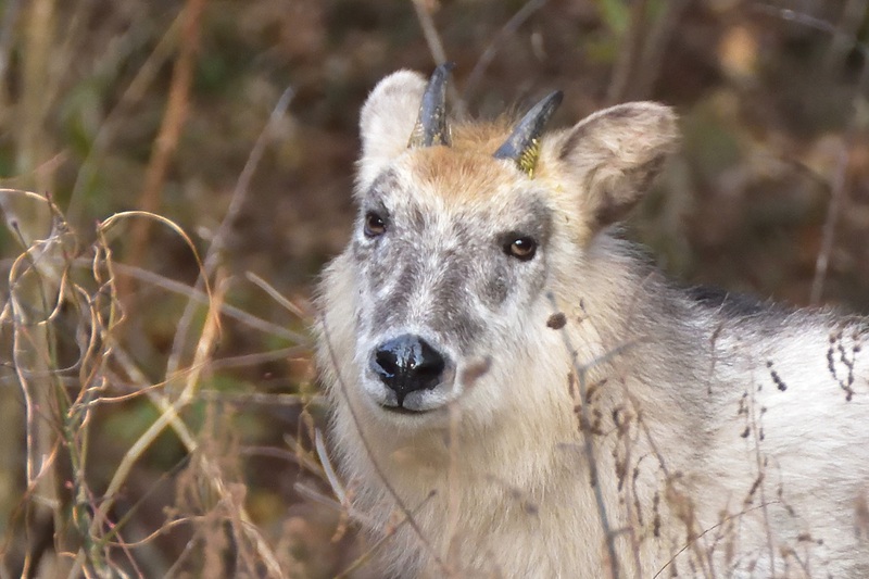 鹿狼山のカモシカ