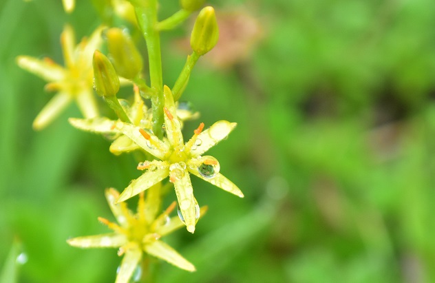 蔵王山の金光花VS駒草