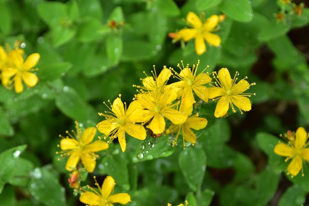 蔵王山の金光花VS駒草