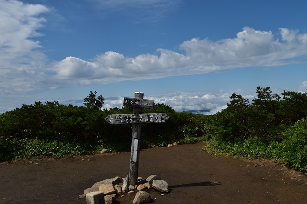蔵王山の金光花VS駒草
