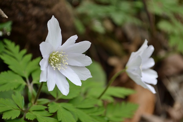春芽衣てきた深山