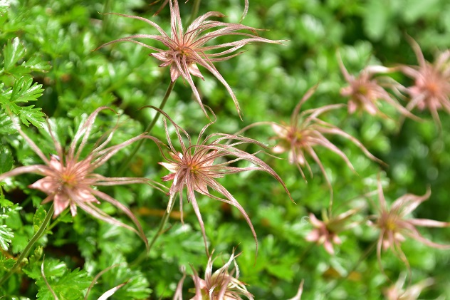 蔵王山の金光花VS駒草