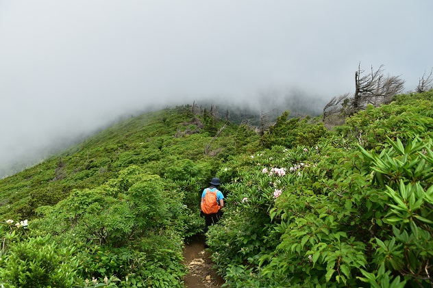 蔵王山の金光花VS駒草