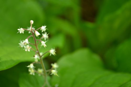 焼石岳　～花々を愛でながら～