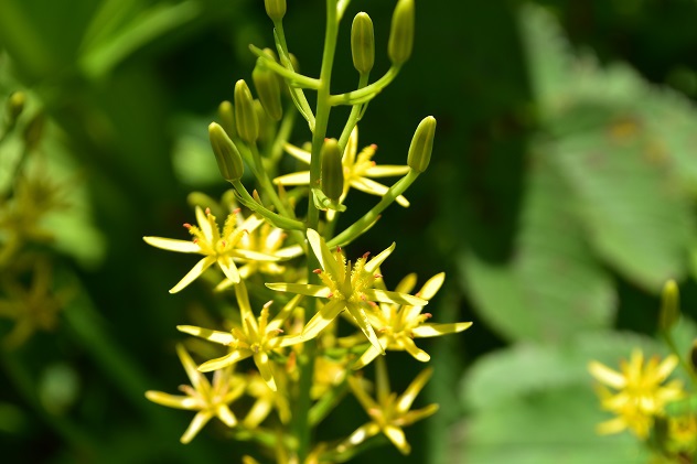蔵王山の金光花VS駒草