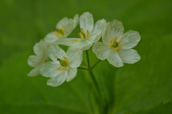 焼石岳　～花々を愛でながら～