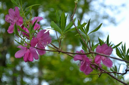 焼石岳　～花々を愛でながら～