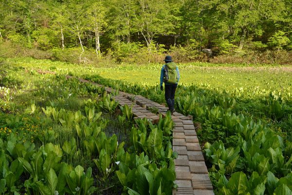 焼石岳　～花々を愛でながら～