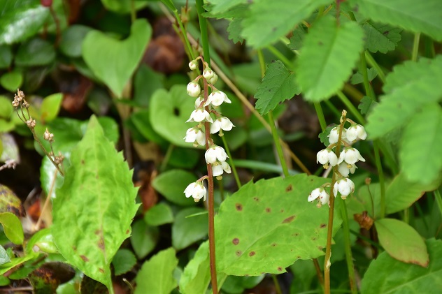 蔵王山の金光花VS駒草