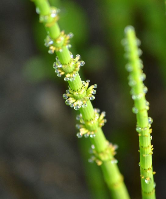 焼石岳　～花々を愛でながら～