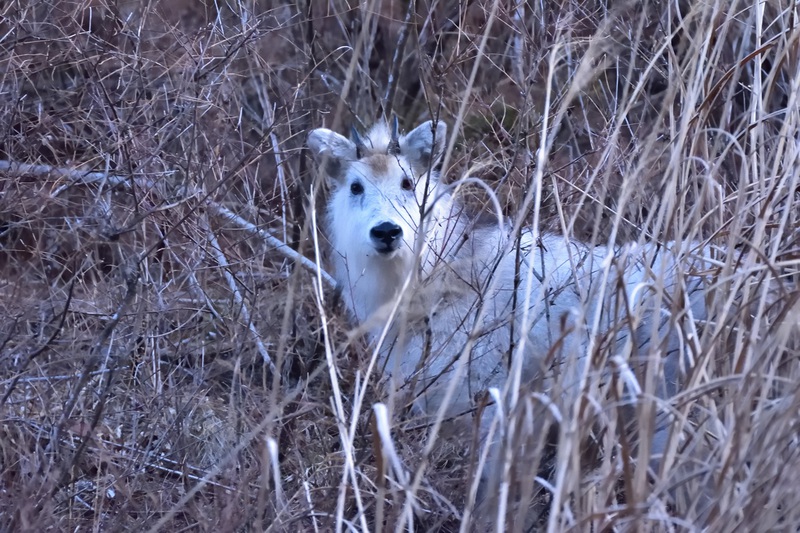 霊山のカモシカ