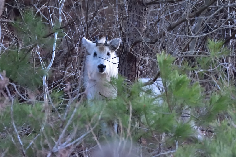 霊山のカモシカ