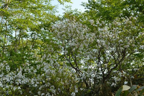 焼石岳　～花々を愛でながら～