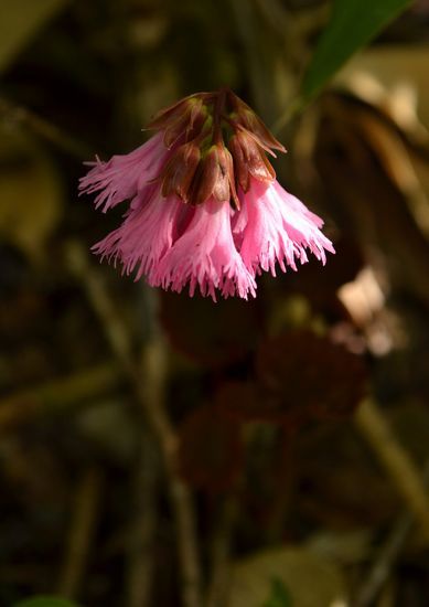 焼石岳　～花々を愛でながら～
