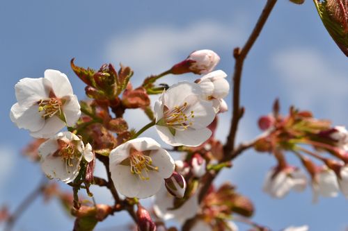 焼石岳　～花々を愛でながら～