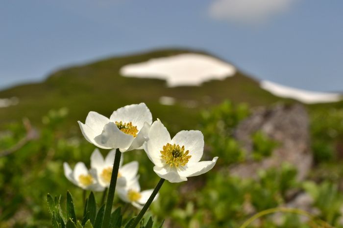 焼石岳　～花々を愛でながら～