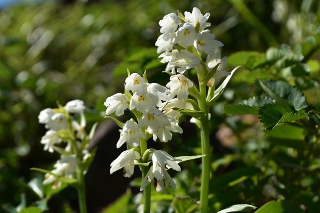 蔵王山の金光花VS駒草
