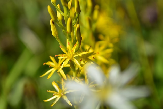 蔵王山の金光花VS駒草