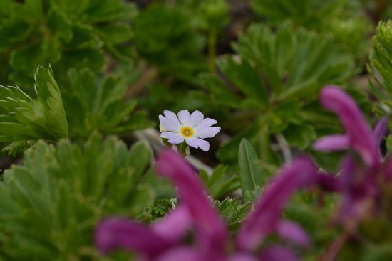 焼石岳　～花々を愛でながら～