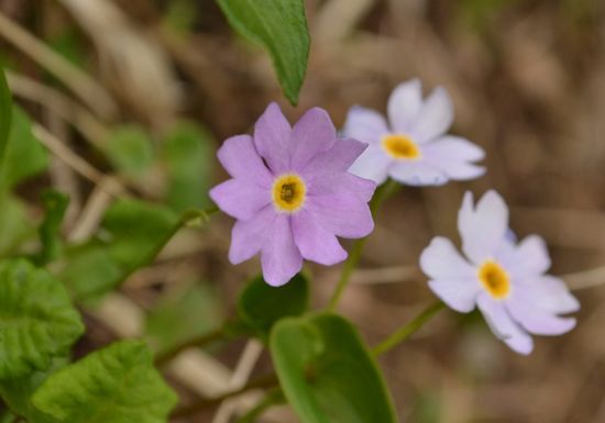 焼石岳　～花々を愛でながら～