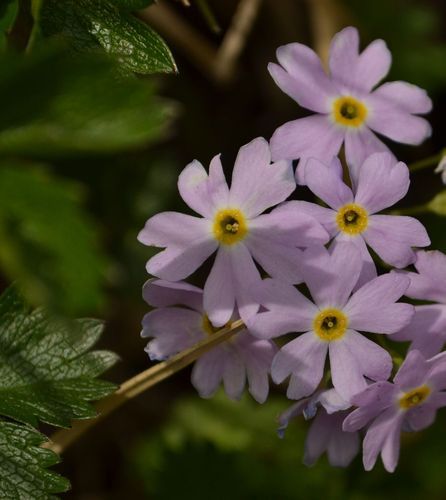 焼石岳　～花々を愛でながら～
