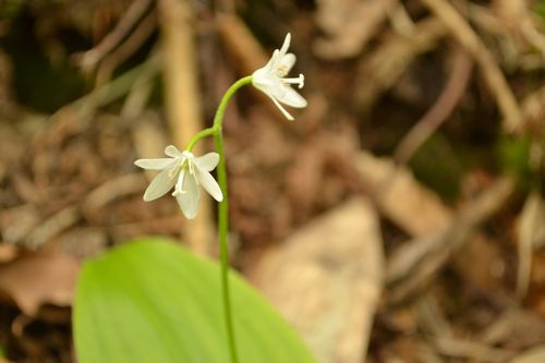 焼石岳　～花々を愛でながら～