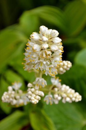 焼石岳　～花々を愛でながら～