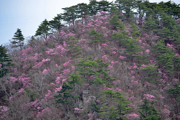 淡い紅色に彩る二ツ箭山