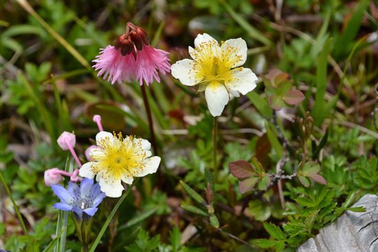 さわやかな　初夏の風に　花ゆれる南会津