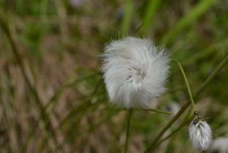 さわやかな　初夏の風に　花ゆれる南会津