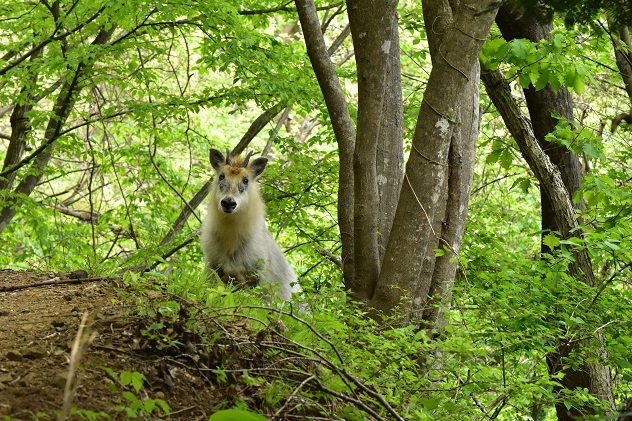 やっと出会えた霊山の神使