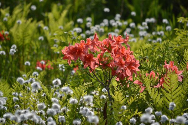さわやかな　初夏の風に　花ゆれる南会津