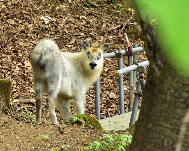 やっと出会えた霊山の神使