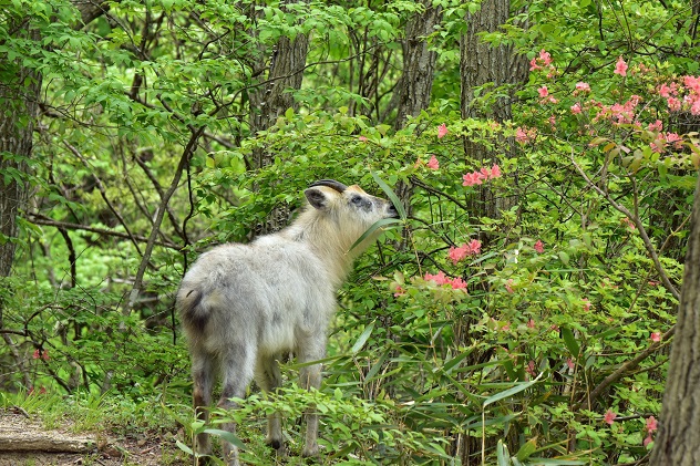 やっと出会えた霊山の神使