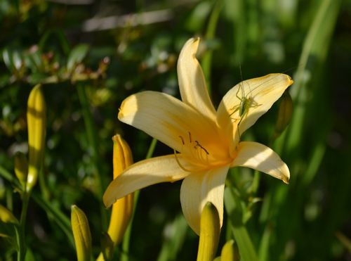 さわやかな　初夏の風に　花ゆれる南会津