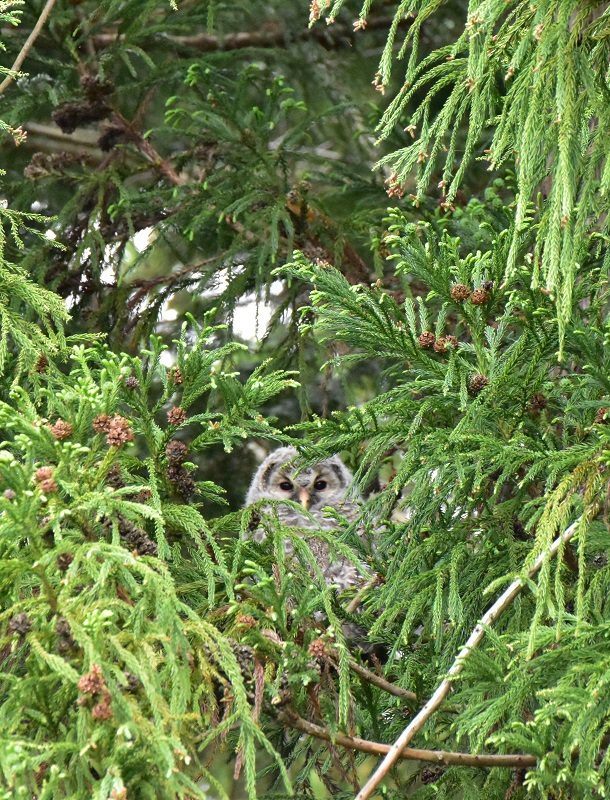 2022 梁川八幡神社　フクロウの成長2