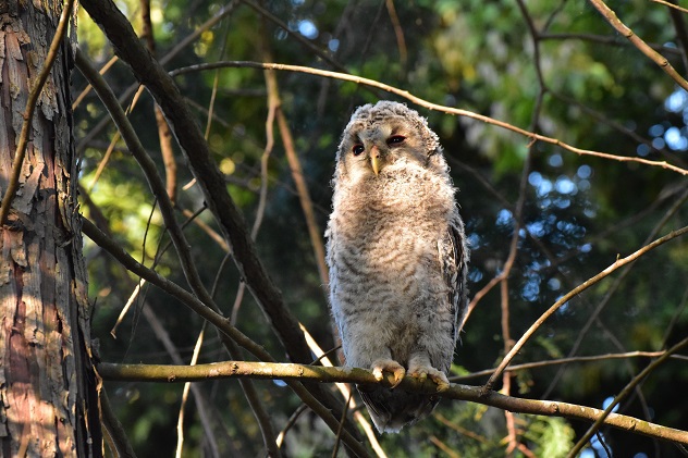 2022 梁川八幡神社　フクロウの成長3