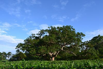 裏那須山域のお花畑