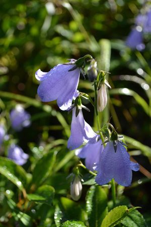 裏那須山域のお花畑