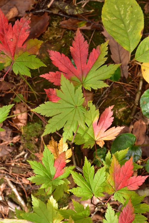 安達太良山の湯川渓谷